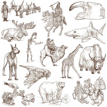 Animals around the world (white set no. 8) - hand drawn