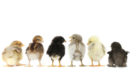 Many Baby Chick Chickens Lined Up on White