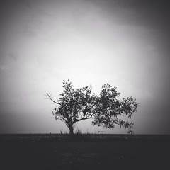 lonely tree