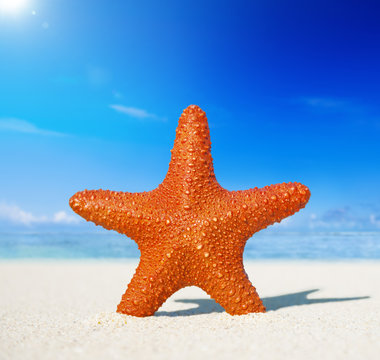 Starfish on a tropical beach