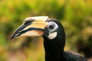 Oriental Pied Hornbill, Sepilok, Borneo, Malaysia