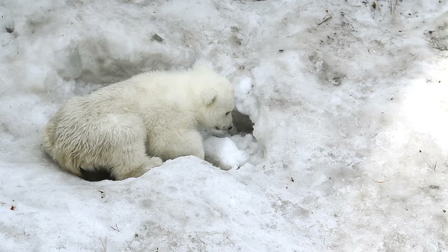 Polar Bear Baby digs a hole in the snow
