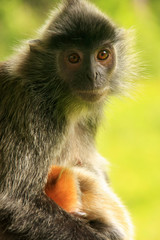Obraz premium Silvered leaf monkey with a young baby, Borneo, Malaysia