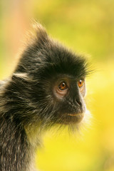 Silvered leaf monkey, Sepilok, Borneo, Malaysia