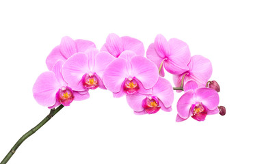 Obraz na płótnie Canvas Różowa orchidea na białym tle