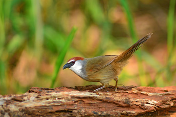 Beautiful Brown and white bird, Timalia pileata