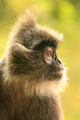 Silvered leaf monkey, Sepilok, Borneo, Malaysia