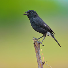Pied Bushchat bird