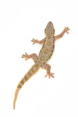 Common house gecko