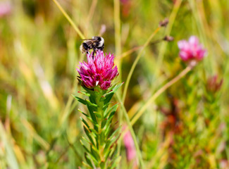 Bumble Bee Pollinates Pink Wild Flower in Colorado