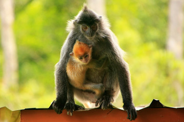 Silvered leaf monkey with a young baby, Borneo, Malaysia