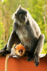 Silvered leaf monkey with a young baby, Borneo, Malaysia