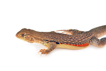 Butterfly Agama Lizard