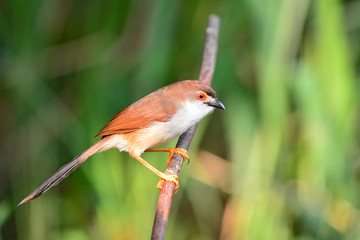 Yellow-eyed Babbler bird