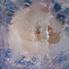 Fototapeta premium icy plants