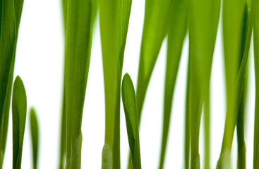 Fototapeta premium bright green grass
