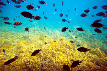 Fototapeta na wymiar tropical fishes at coral reef area