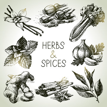 Kitchen herbs and spices. Hand drawn sketch icons