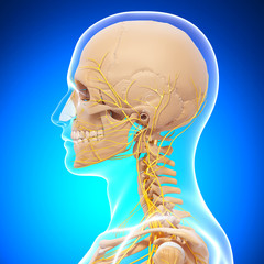 3d Anatomy of nervous system with human skull