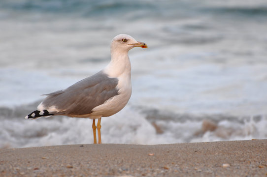 Seagull, larus argentus