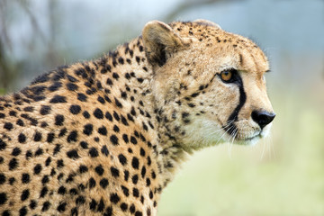 Cheetah