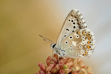 Polyommatus icarus, Common Blue butterfly