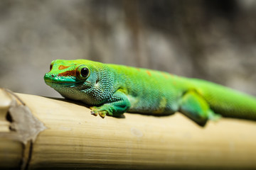 Green Gecko from Madagascar - Phelsuma madagascariensi grandis
