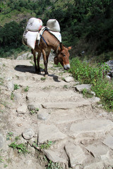 Donkey on the footpath