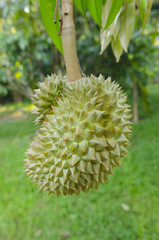 Fresh durian on its tree in the orchard, Thailand