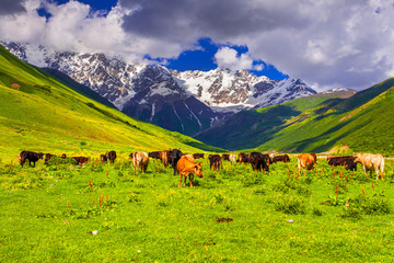Fototapeta premium Cattle on a mountain pasture.