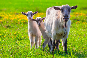 Obraz premium Goats on a green lawn at summer