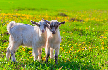 Two goats on a green lawn at summer