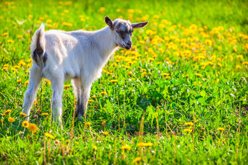 Baby goat on a green lawn at summer