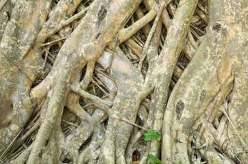 Amazing roots of the tree were for a long time. with old wall background
