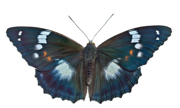 Butterfly (Apatura schrencki) 32