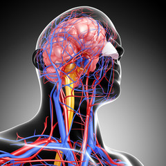 Anatomy of circulatory system with brain - obrazy, fototapety, plakaty