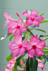 Pink azalea flower on green background.