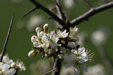 Epine noire ou prunelier (prunus spinosa)