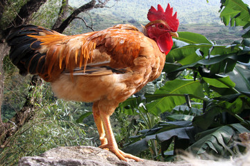 Brown cock