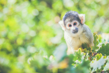 Singe jaune saimiri à tête noire