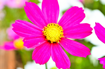 Fototapeta premium Blossom flower in a beautiful day