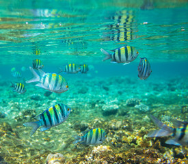 Coral fish