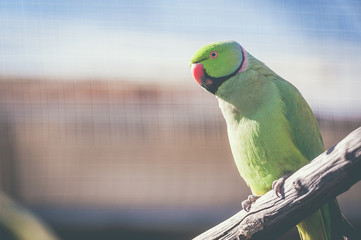 Perruche à collier