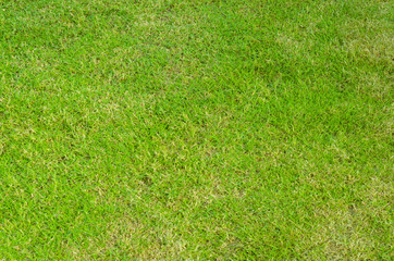 Fototapeta na wymiar Close-up image of fresh spring green grass