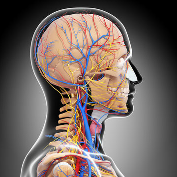 Anatomy of circulatory system and nervous system