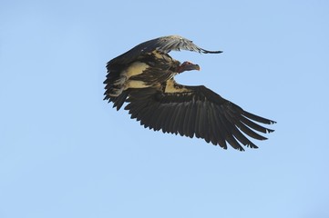 Lappet-faced Vulture (Torgos tracheliotus) in flight
