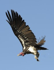 Lappet-faced Vulture (Torgos tracheliotus) in flight