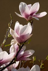 magnolia tree blossomng at spring