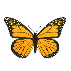 realistic 3d render of butterfly