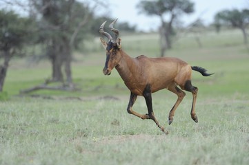 Red Hartebeest (Alcelaphus caama), Kgalagadi Transfrontier parrk